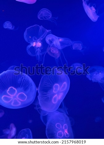a picture of a jellyfish swimming freely