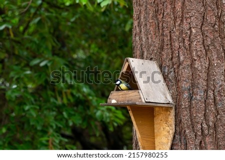 Great tit at a bird feeder. the concept of helping animals