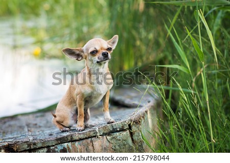 Chihuahua dog. Little, green nature, day