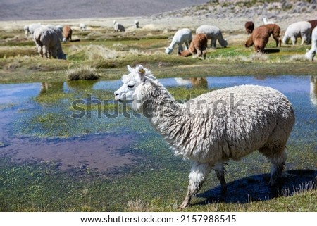 A group of lamas on pastureland, Andes mountains, Peru