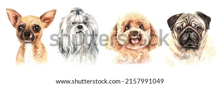 Set of watercolor portraits of 4 dog breeds Pug, Poodle, Shih Tzu and Chihuahua. Dog drawing head clipping path isolated on white background.