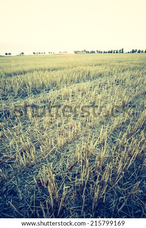 vintage photo of stubble field