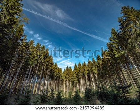 Reforestation through replanting of young trees in mixed forest Royalty-Free Stock Photo #2157994485