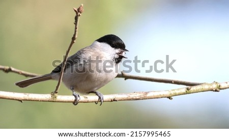 A shallow focus shot of a marsh tit bird perching on a tree twig in bright sunlight with blurred background