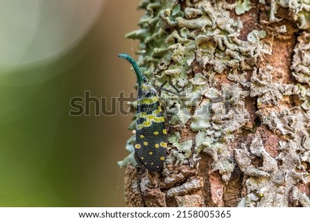 The colourful Bluish Green Horned Pyrops Lanternfly camouflage among lichens against green bokeh background