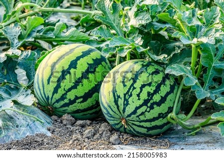Watermelon on the green watermelon plantation in the summer. Agricultural watermelon field. Royalty-Free Stock Photo #2158005983