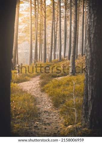 A vertical shot of a path going through trees in forest