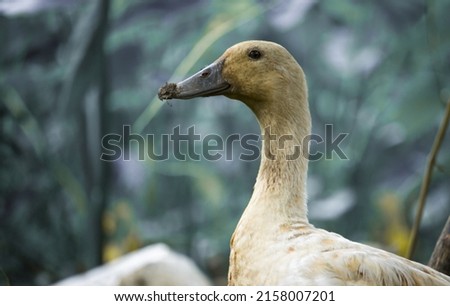Portrait picture of a brown duck 