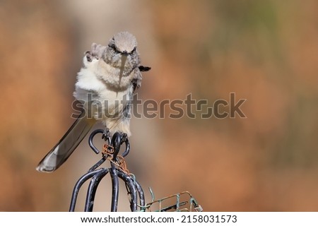 A closeup portrait of a tiny Polyphonic Mockingbird perched on a metallic cage