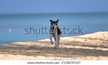 A shallow focus picture of a dog running