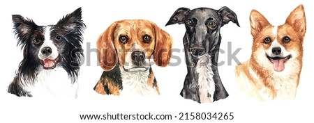 Set of watercolor portraits of 4 dog breeds Beagle, Border Collie, Corgi and Basset Hound. Dog drawing head clipping path isolated on white background.