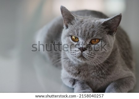 British shorthair cat. A beautiful domestic cat is resting in a light blue room, a gray Shorthair cat with yellow eyes looking at the camera.