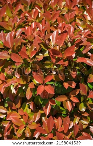 texture of blushing photinia leaves