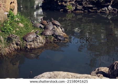a lot of turtles bask on the shore of the pond