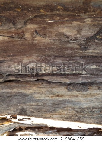 Natural wood texture for backgrounds