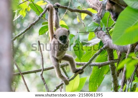 An endangered and rare young Northern Muriqui, also called Woolly Spider Monkey, is hanging on its tail in a private reserve near Caratinga, Minas Gerais State, Brazil Royalty-Free Stock Photo #2158061395