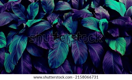 purple and blue tropical leaves background