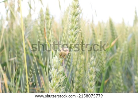 A closeup of a Rice bedbug sitting on a green plant in a field