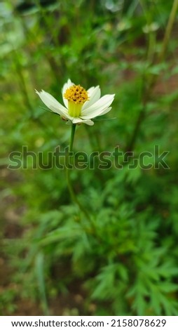 White kenikir flower in bloom on a blurred background