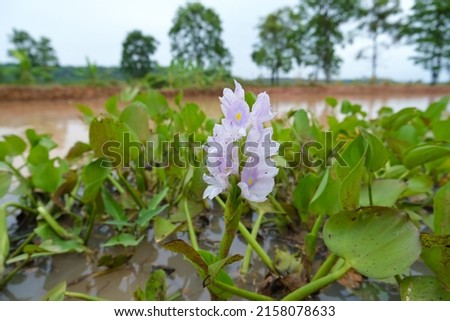 Close-up photo of hyacinth flowers.