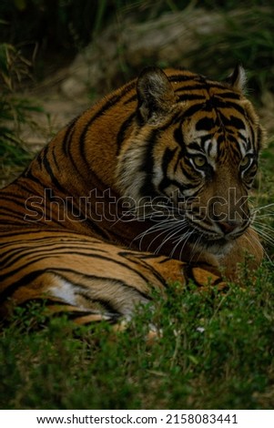A vertical shot of a beautiful tiger in the forest