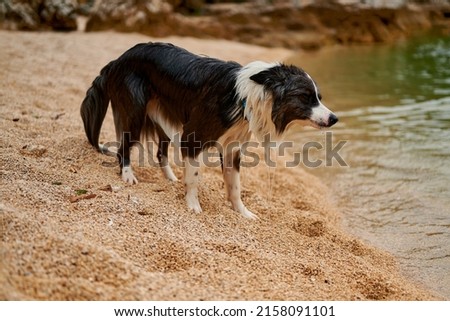 The dog swims in the sea.  The powerful dog shakes off the water drops.Beautiful beach with blue water and rocks. Europe. Border collie has fun swimming. Lifestyle, active pastime, weekends