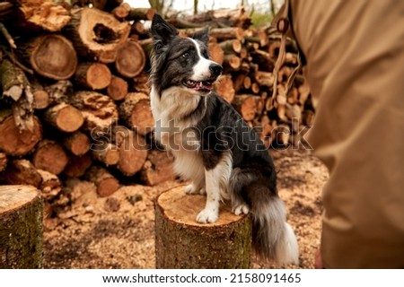 Border collie dog training to jump on stumps in the forest. Having fun. Smiling border collie