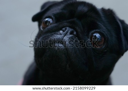 Adorable and little, black pug - is looking right into his owner's eyes. Day light is reflecting off his muzzle. Background picture.