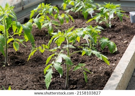 Close shot of a beautiful, healthy tomato seedling in a greenhouse. The concept of growing your vegetables in a greenhouse in your garden. The concept of food self-sufficiency.