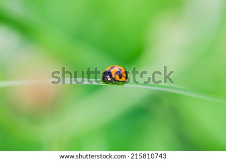 lady bug on a leaf, close up picture for natural green background.