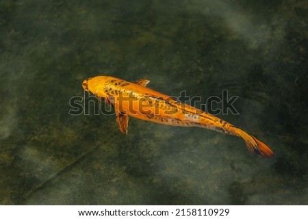 Beautiful large colored, orange koi fish swim in the water, in the pond. Photo of animals close-up.