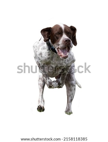 Pointer dog running against a white background