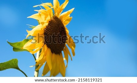 Banner of bright yellow sunflower against a clear blue sky in sunny weather. Close-up