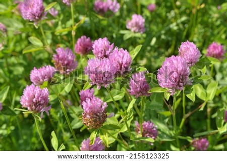 Meadow clover (Trifolium pratense) grows in the meadow among wild grasses  Royalty-Free Stock Photo #2158123325