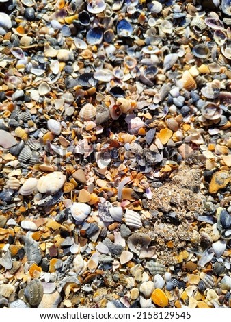 Natural desktop background colorful seashells on the Black Sea beach
