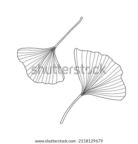 Fresh ginkgo leaves set black and white outline hand drawn vector illustration, floral medicinal organic detailed plant, Japanese cultural symbol, eco-friendly environment concept