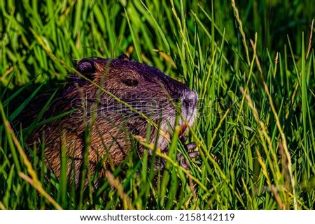nutria portrait in the grass