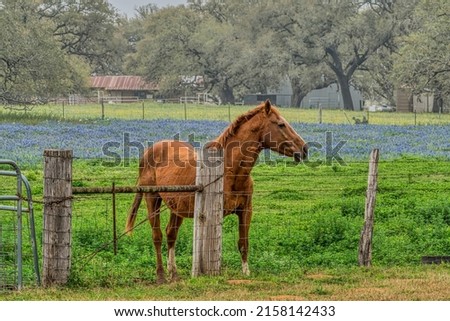 A horse and bluebonnets on a ranch in the Hill Country of Texas
