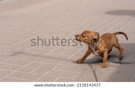 Little cute dog on street looking scared worried alert frightened afraid wide eyed uncertain anxious uneasy distressed nervous tense. copy-paste space. cruelty to animals Royalty-Free Stock Photo #2158143437