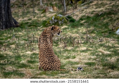 Acinonyx is a genus within the cat family, gepard.