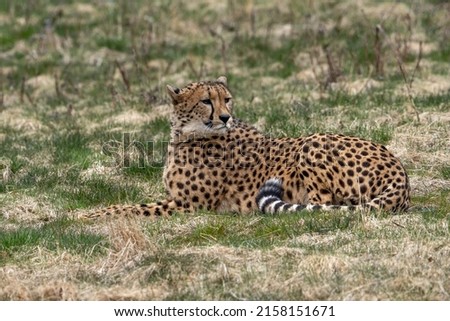 Acinonyx is a genus within the cat family, gepard.