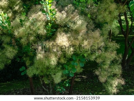 Cotinus, the smoketree or smoke bush, is a genus of seven species of flowering plants in the family Anacardiaceae, closely related to the sumacs. Royalty-Free Stock Photo #2158153939