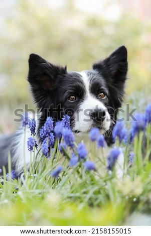 Spring Portrait of Border Collie with Muscari in the Garden. Adorable Black and White Dog Looking at Camera with Flowers.