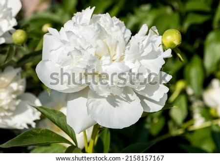 White peony flowers on green background, blooming in spring.