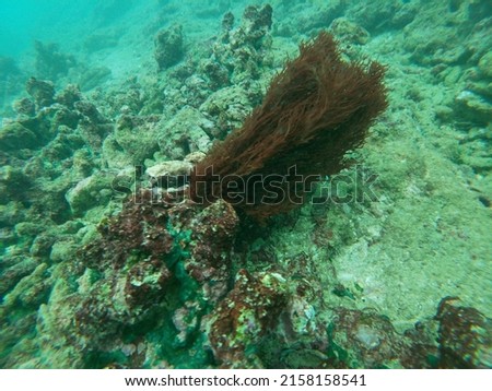 Beautiful coral reef in the sea, underwater in the ocean, colourful closeup, with fish and attractive creatures, sea creatures 