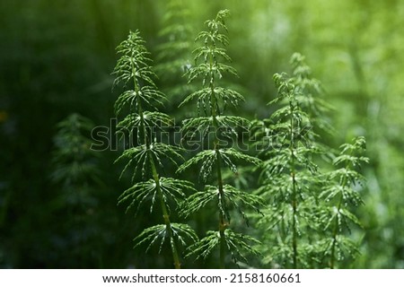 Wood horsetail (Equisetum sylvaticum) growing in the forest close up. Perennial herb Royalty-Free Stock Photo #2158160661