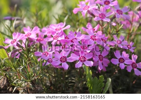 Pink flowers of Creeping phlox (Phlox subulata) close-up in garden Royalty-Free Stock Photo #2158163165