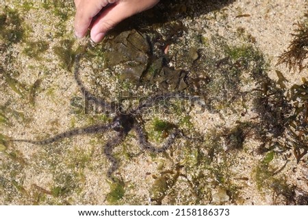 an echinoderm spiny sea animal that clings to the bottom of the water Royalty-Free Stock Photo #2158186373