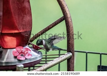 Male ruby-throated hummingbird drinking from a hummingbird feeder on a spring evening in Taylors Falls, Minnesota.