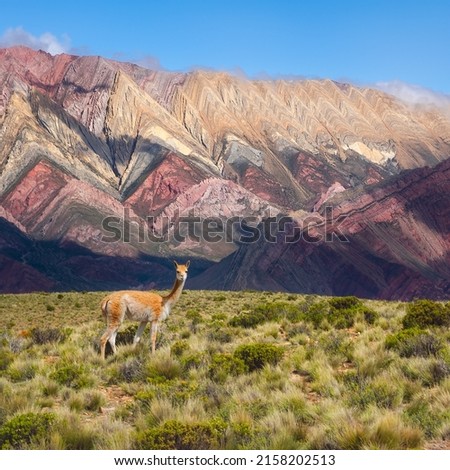 The Hornocal Hill is situated in the north of Argentina. next to it there is a native animal called vicuña.